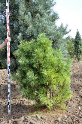 Pinus pumila 'Nana'